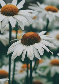 Close-up of white daisies blooming outdoors
