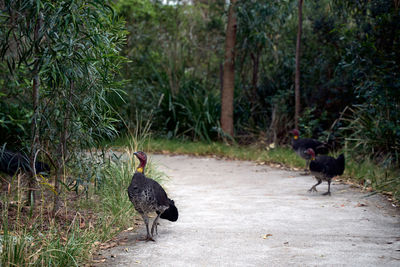 Birds walking in a forest
