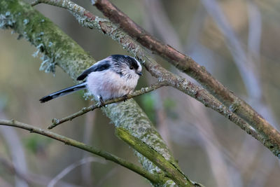 Close-up of bird perching on branch