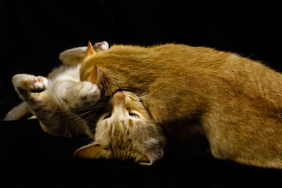 Close-up of two cats playing over black background