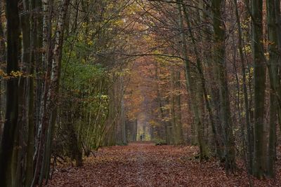 Footpath amidst trees in forest during autumn