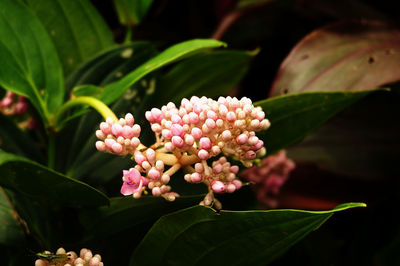 Close-up of plant