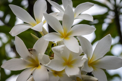 Close-up of white flowering plant