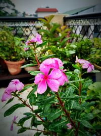 Close-up of fresh pink flowers blooming in potted plant