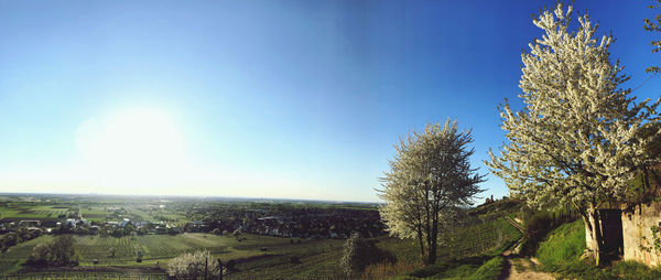 Trees on field against clear blue sky