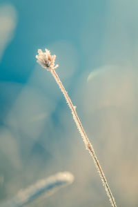 A beautiful closeup of a frozen sedge grass in wetlands. icy grass in the morning light in fall. 