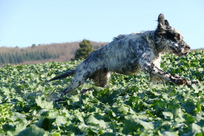 Speeding dog 