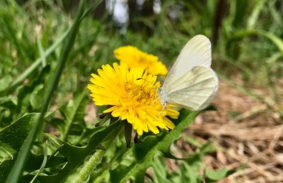 Close-up of butterfly pollinating on yellow flower