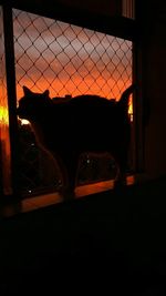 View of dog seen through chainlink fence