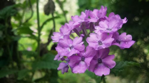 Close-up of pink flowers