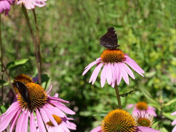 Close-up of butterfly on purple flower