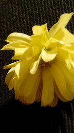 Close-up of yellow flower against black background