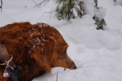 Dog on snow covered land