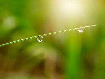 Close-up of water drops on blade of grass