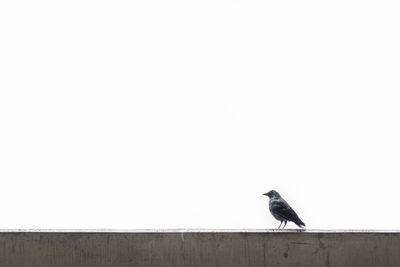 Low angle view of birds perching on railing