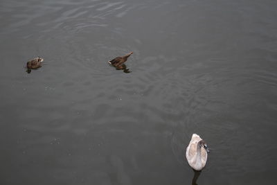 High angle view of swans swimming on lake