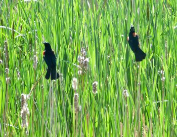 Two ducks on grass