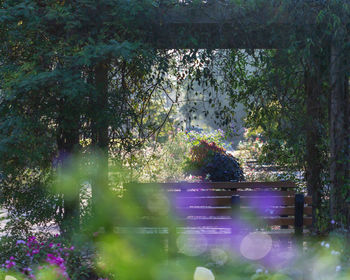 Scenic view of lake amidst trees in forest