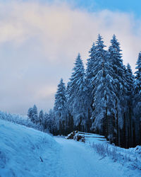 Snow covered pine trees against sky