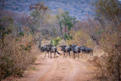 Horses walking on dirt road