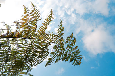 Low angle view of leaves on tree against sky