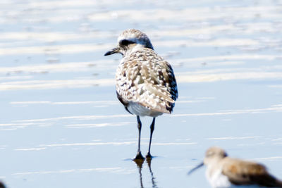 Bird perching on a lake