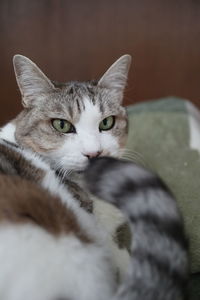 Close-up portrait of a cat