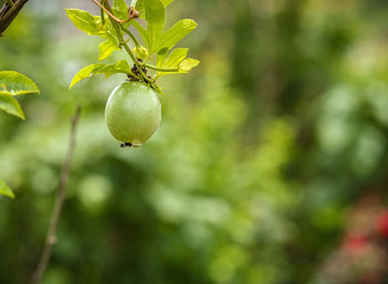 fruit