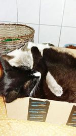 High angle view of dog sleeping on table