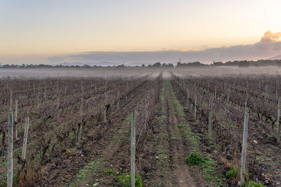 Scenic view of vineyard against sky during sunset