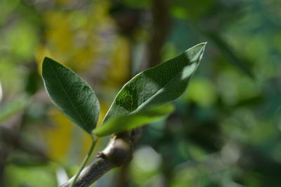 Close-up of green leaves