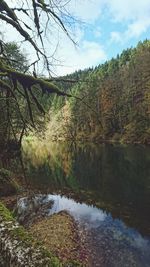 Scenic view of river in forest against sky