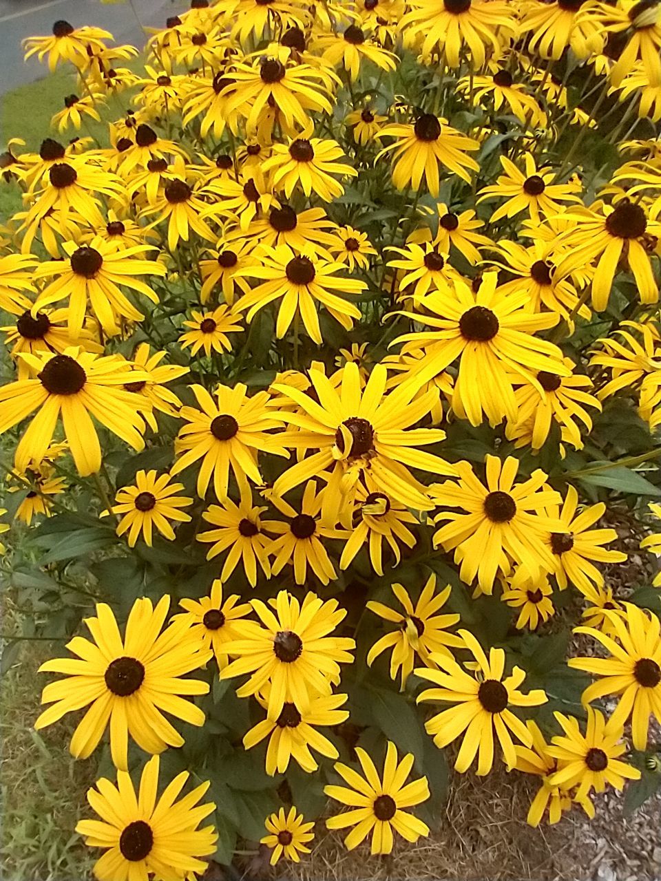 flower, flowering plant, yellow, plant, freshness, fragility, beauty in nature, growth, flower head, inflorescence, petal, nature, high angle view, no people, close-up, day, sunflower, outdoors, pollen, botany