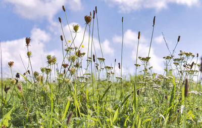 Close-up of flowering plants on field against sky