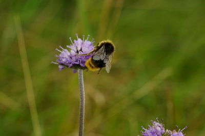 Close-up of bee pollinating on purple flower