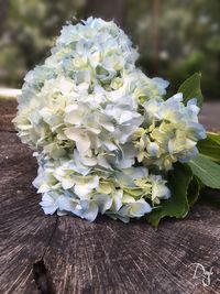 Close-up of white hydrangea flowers