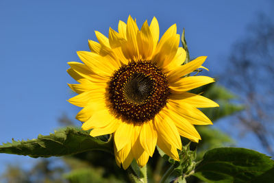 Close-up of sunflower against sky