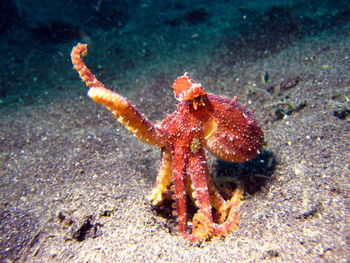 Close-up of crab in sea