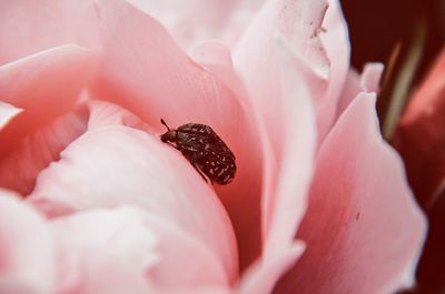 Close-up of honey bee on pink flower