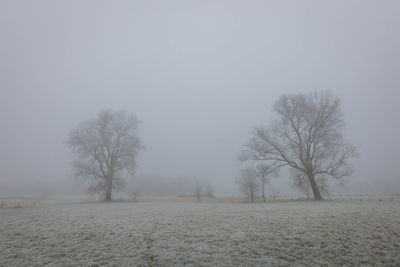 Bare trees on field against clear sky during winter