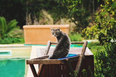 Cat sitting on table