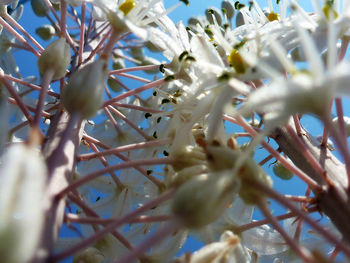 Low angle view of tree branches