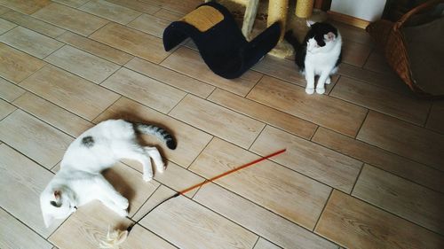 High angle view of a cat on wooden floor