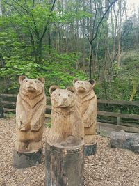 Cat on tree trunk in forest