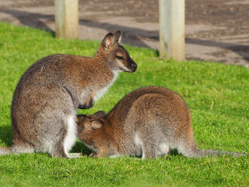 Wallaby in a field