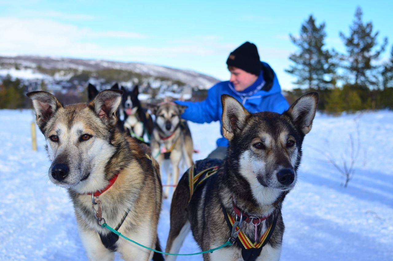 domestic animals, pets, dog, mammal, animal themes, winter, snow, one animal, cold temperature, looking at camera, portrait, lifestyles, pet collar, leisure activity, season, pet leash, focus on foreground, sky, togetherness