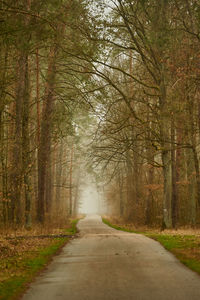 Empty road amidst trees in forest