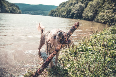 View of a dog on the lake