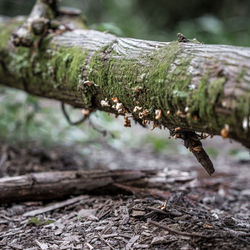 Close-up of moss on tree trunk