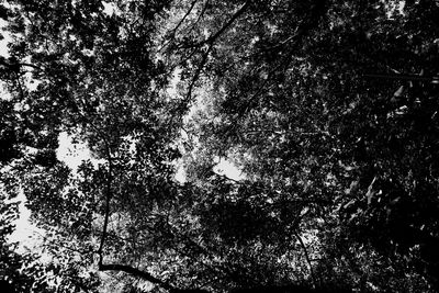 Low angle view of trees against sky